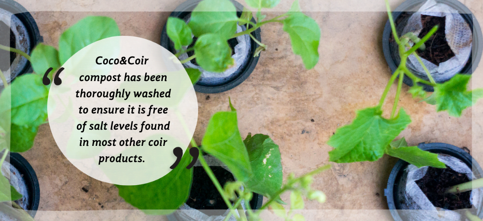 Your Guide to Growing With Coco Coir