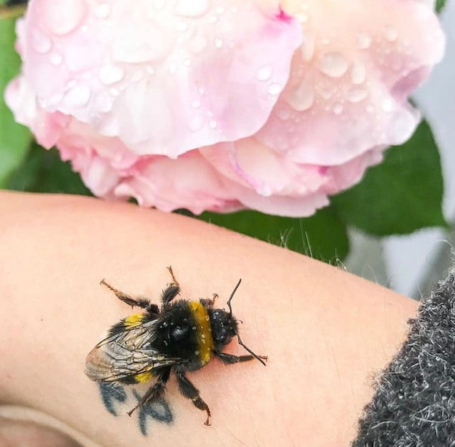 Bumblebee on top of Kate's wrist, beside a watered flower.