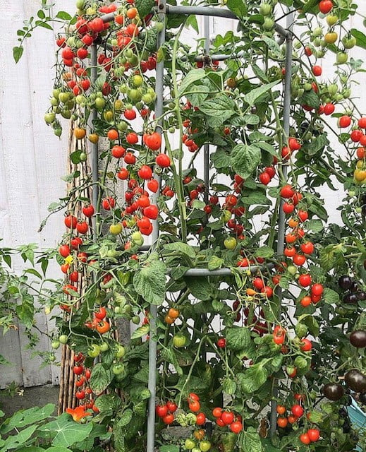 A large tomato plant from Kate at pumpkins_etc.