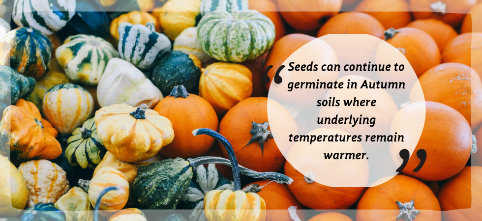 Seeds can continue to germinate in Autumn soil and coir due to warmer underlying temperatures.