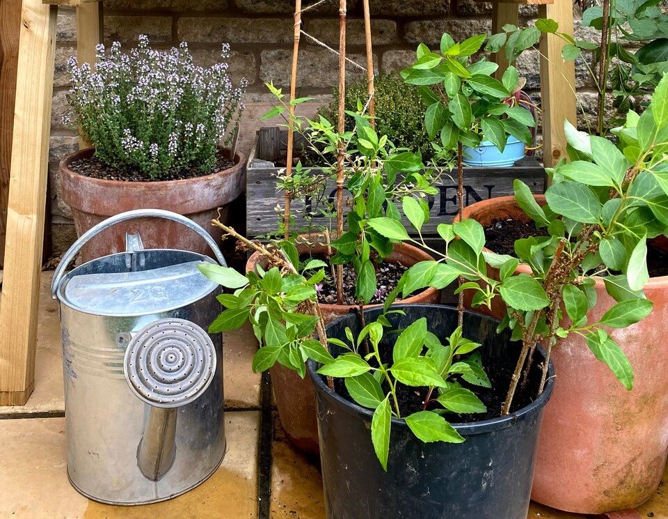 The best compost for house plants – a comprehensive guide