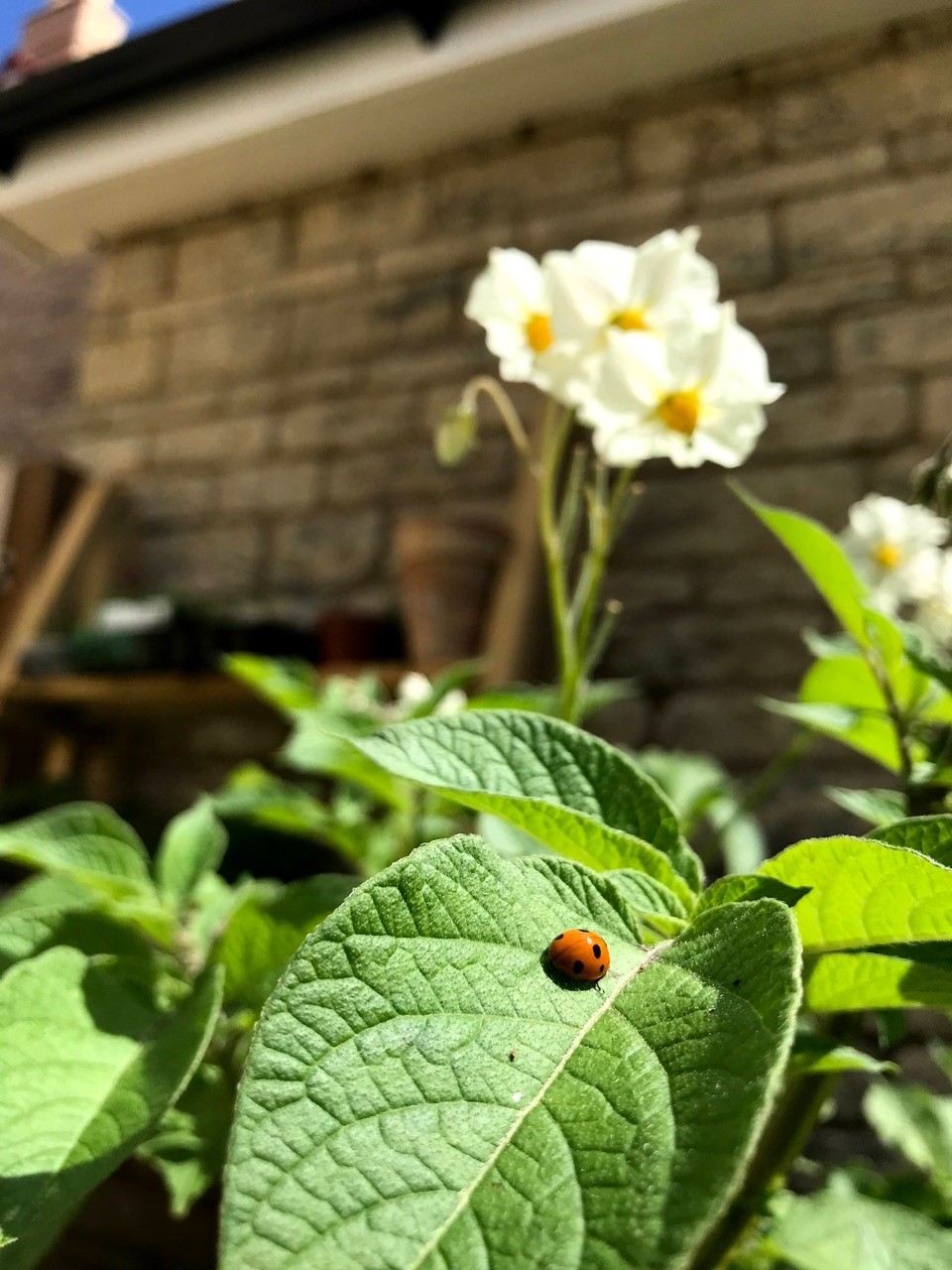 gardening_in_the_shires wildlife-friendly small garden.