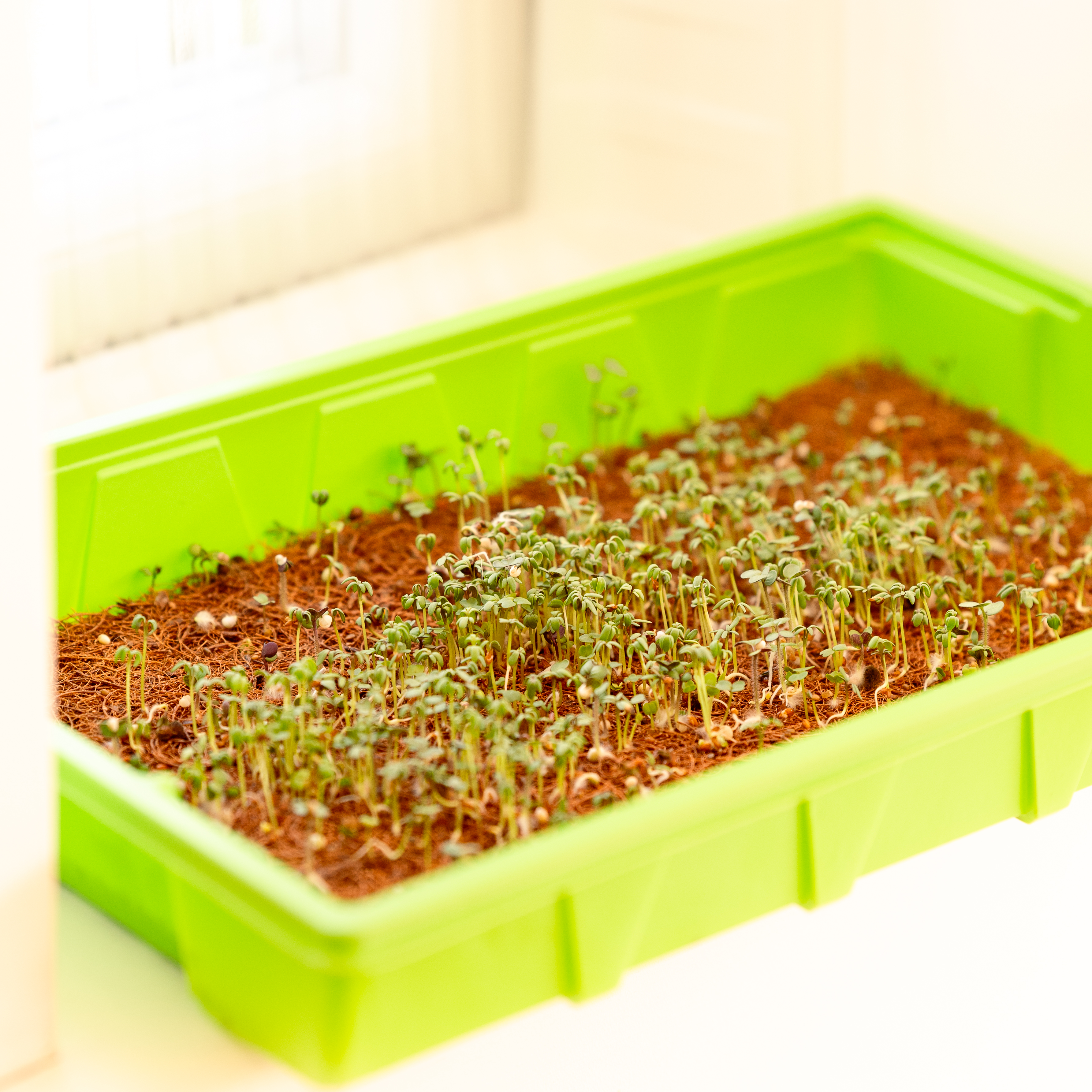 Grow Your Own Microgreens Kit - Seed Propagator