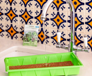 Growing your own indoors