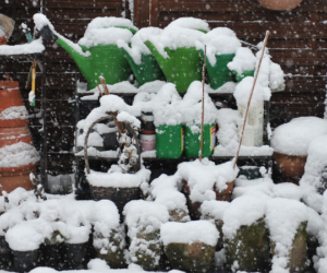 The December Gardening Jobs Guide