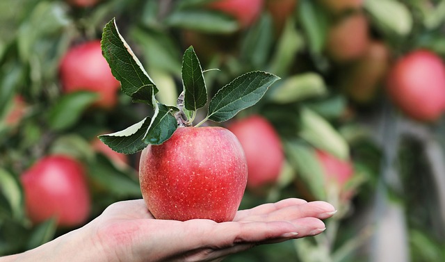What is the best orchard compost?