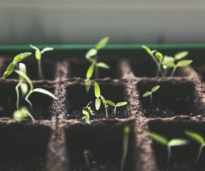 The best lightweight compost for roof gardens