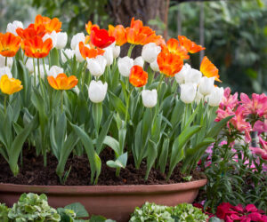 Sustainable gardening: 5 tips to grow exquisite summer flowers