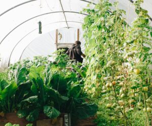 How to set up a greenhouse for sustainable year-round gardening