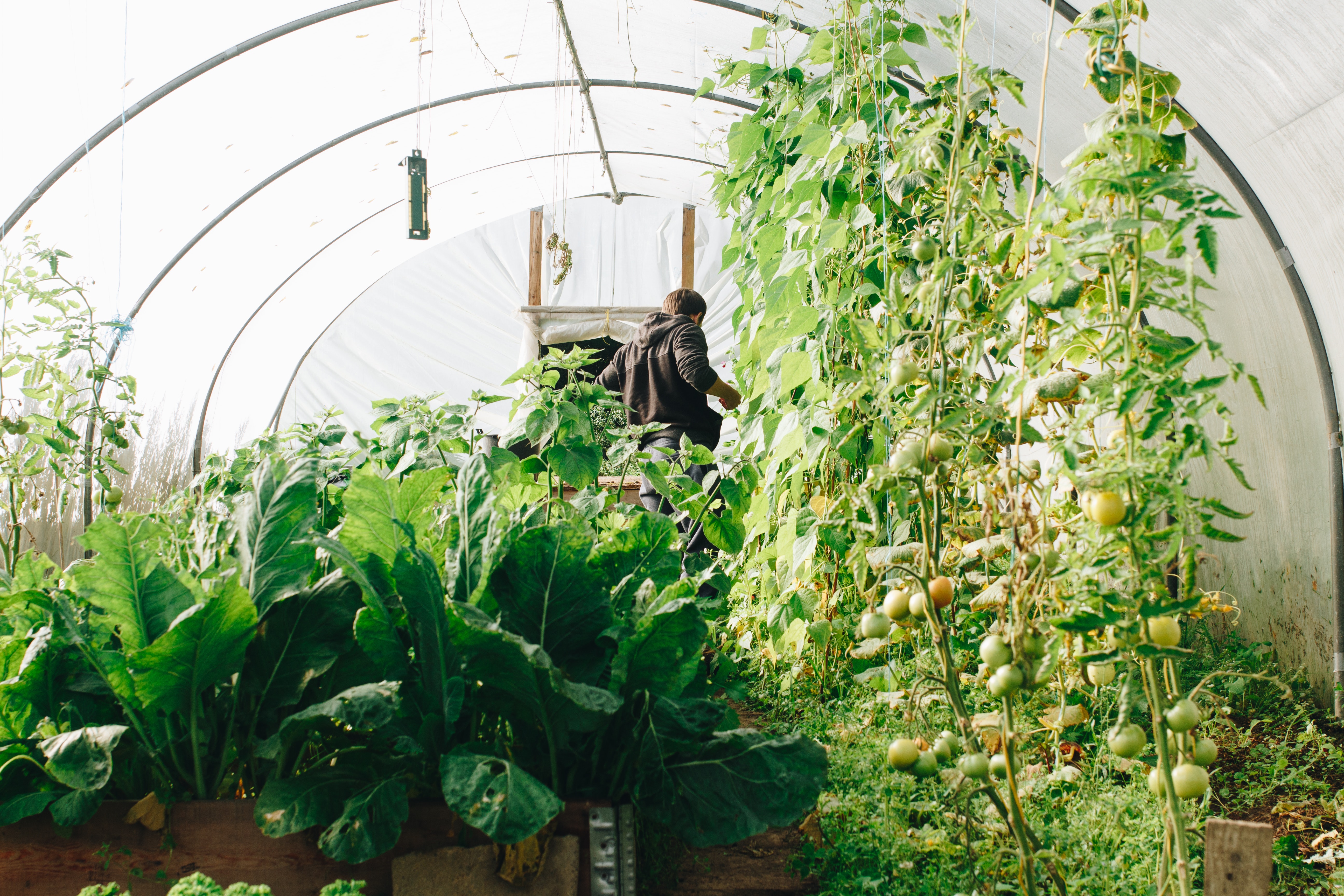 How to set up a greenhouse for sustainable year-round gardening