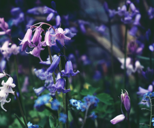 Why Native Plant Gardens Are Gaining Popularity in the UK?