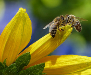 How to Create A Pollinator Garden – A Comprehensive Guide