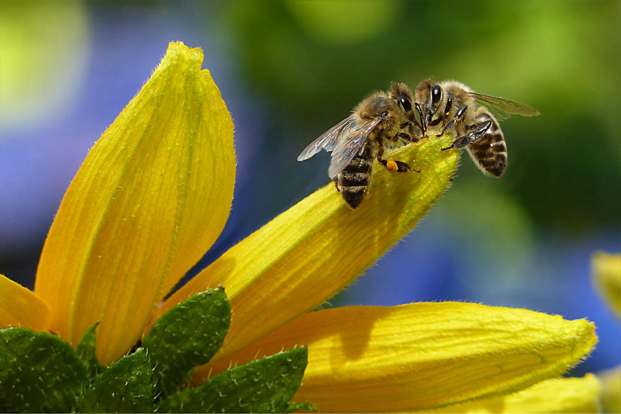 How to Create A Pollinator Garden – A Comprehensive Guide