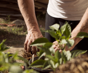 Uncommon Plant Concerns and Potential Remedies