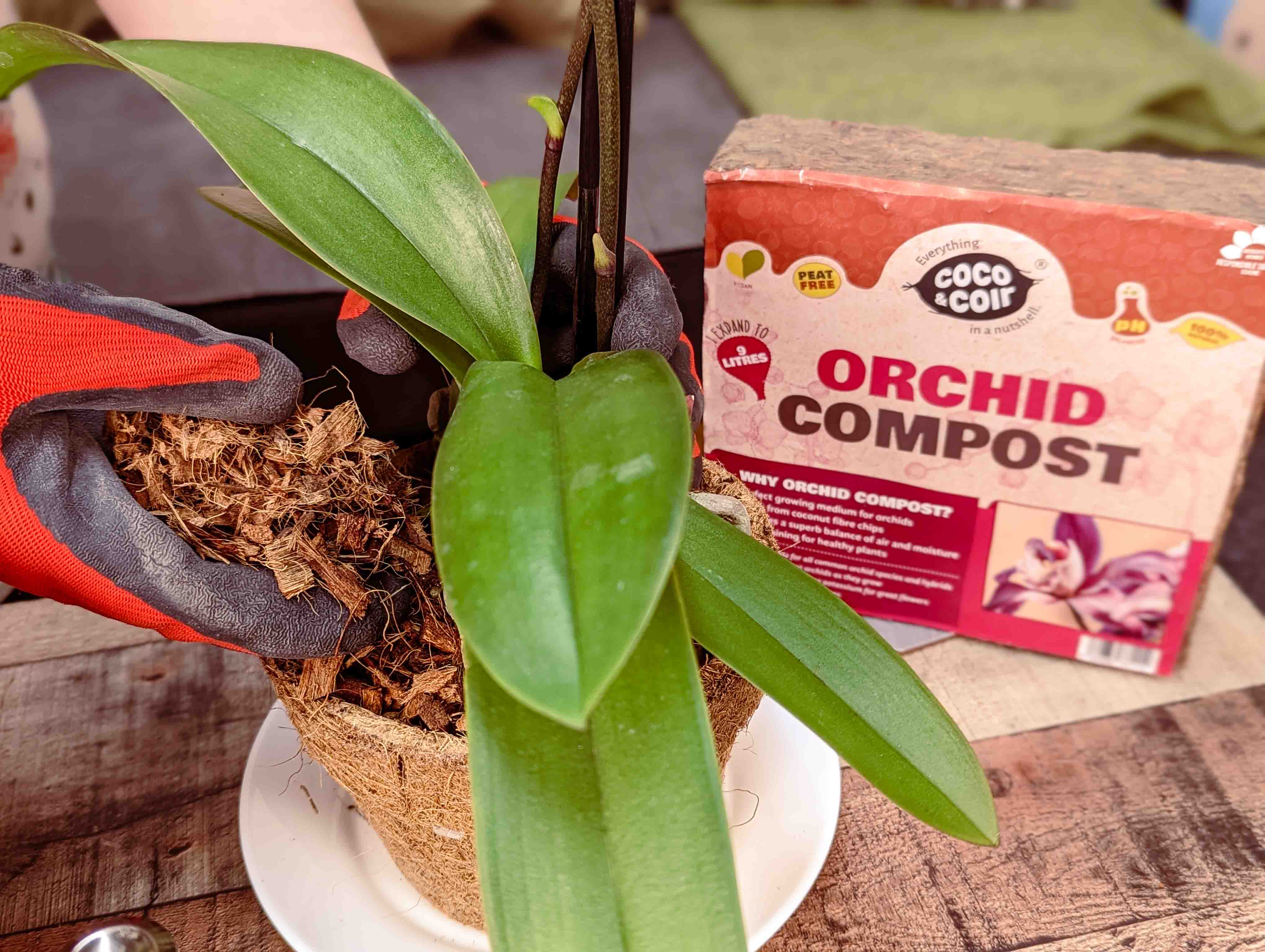 Coco and Coir Orchid Compost