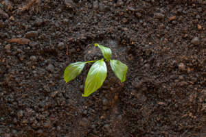 Going Peat-Free? Here’s All You Need to Know