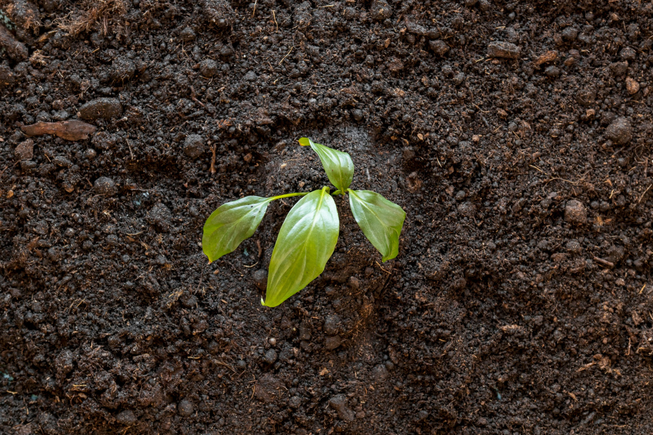 Going Peat-Free? Here’s All You Need to Know