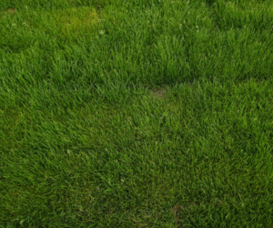 How to Repair Bald Patches in Your Lawn Without Re-Turfing