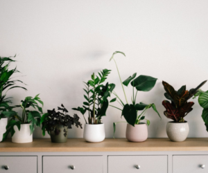 Why Is My Peat-Free Houseplant Compost Soggy Even During Summer?