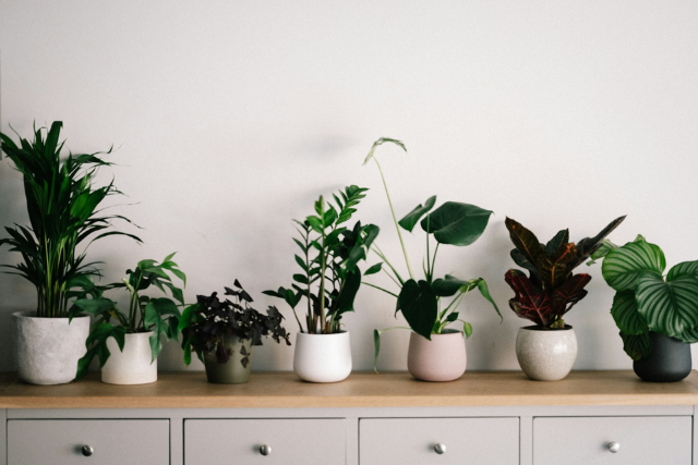 Why Is My Peat-Free Houseplant Compost Soggy Even During Summer?