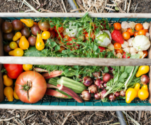 A Beginner’s Guide to Growing Hardy Vegetables in the UK Autumn