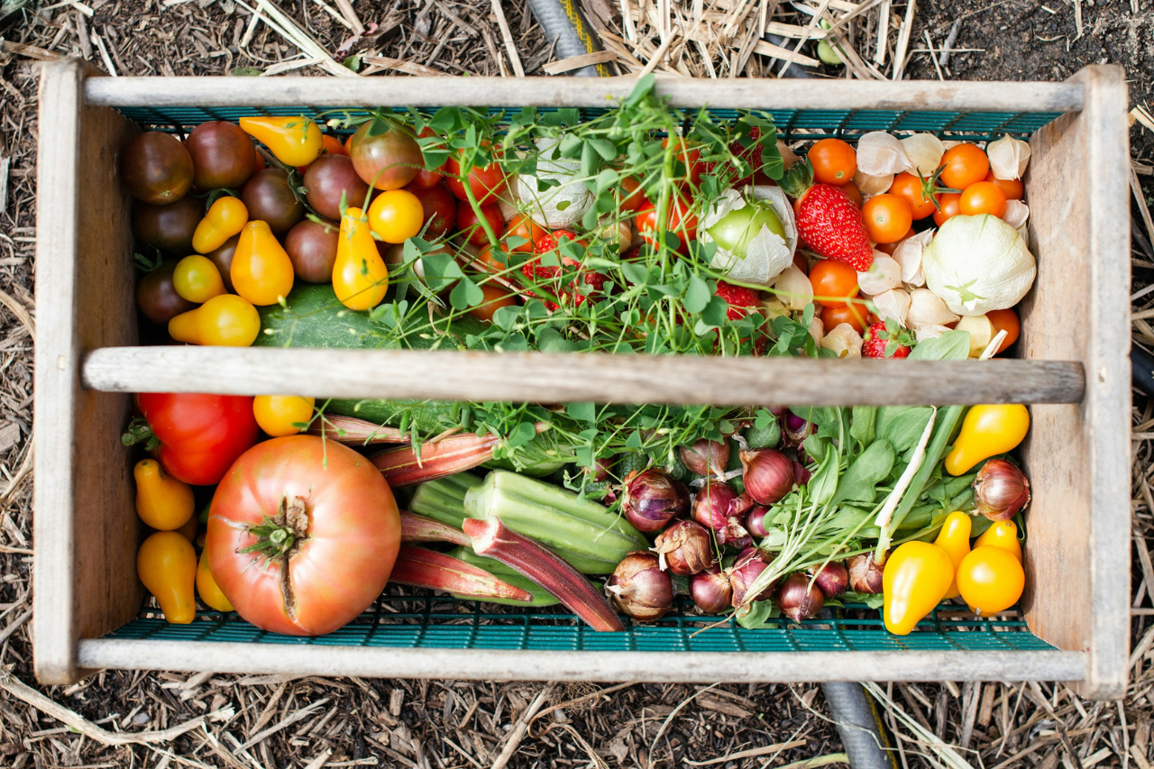 A Beginner’s Guide to Growing Hardy Vegetables in the UK Autumn