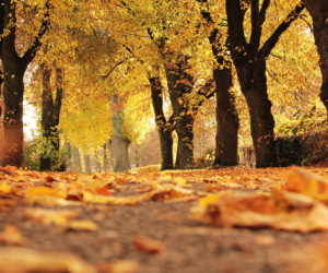 Your UK Autumn Garden: A Season of Opportunity