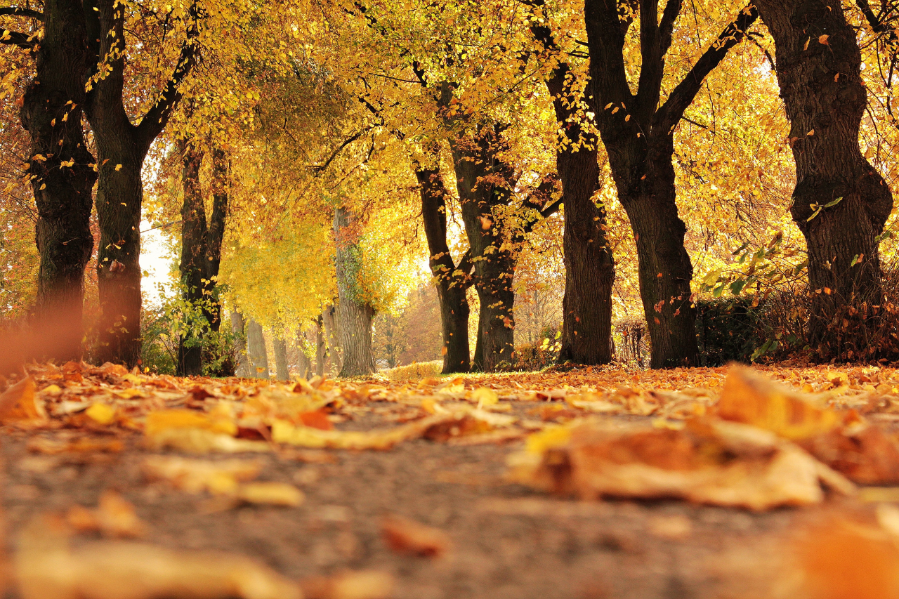 Your UK Autumn Garden: A Season of Opportunity