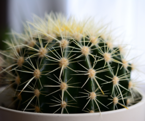 How to Grow Cacti in the UK