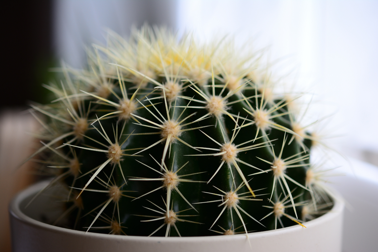 How to Grow Cacti in the UK