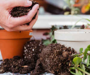 Repotting and Transplanting Your Plants this Autumn