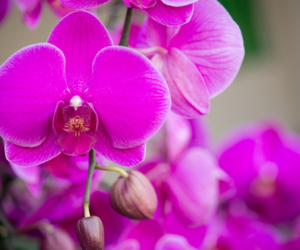 Why Coco & Coir Compost is Your Orchid’s Best Friend