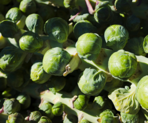 How To Harvest Brussels Sprouts